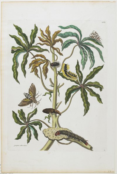 Caterpillars and Insects with Foliage, 1705-71 by Maria Sibylla Merian